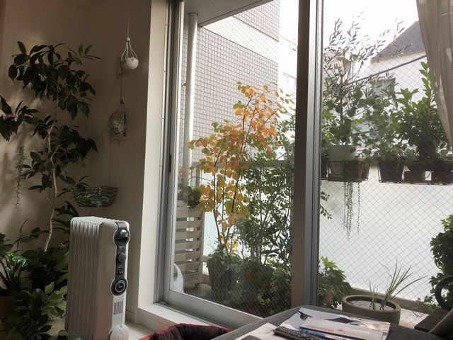 ジューンベリー紅葉