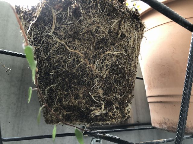 モッコウバラの根詰まり