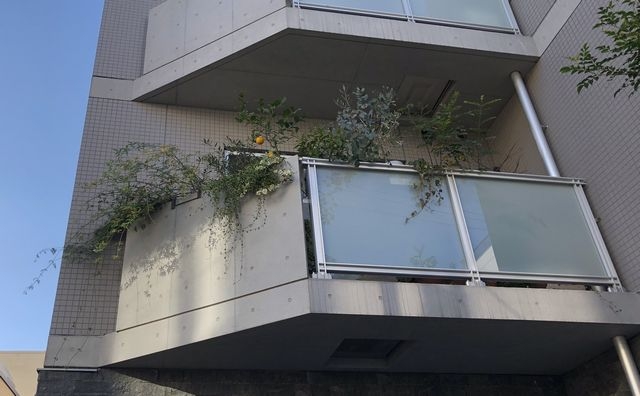 ベランダのモッコウバラ