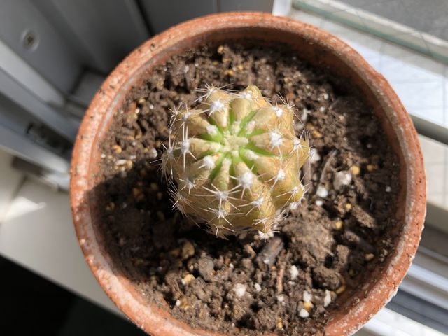 サボテンの頭頂部