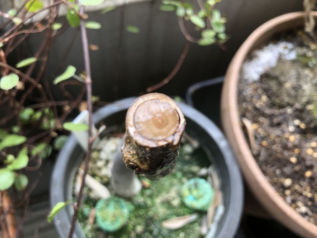 オリーブの強剪定切り口