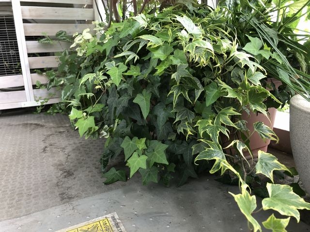 アブラムシ駆除後のアイビー