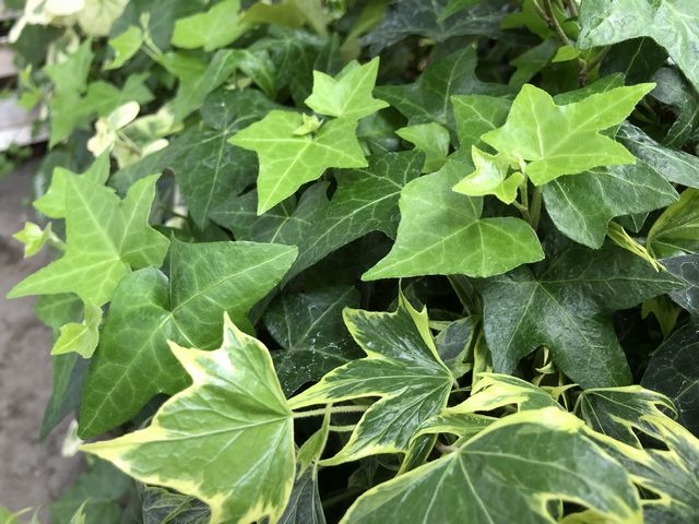 アブラムシ駆除後のアイビー拡大