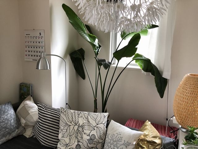 オーガスタ1年後