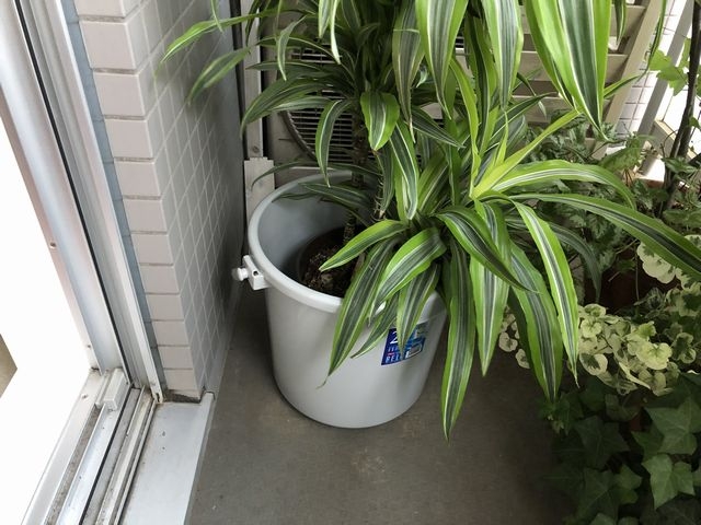 バケツに入れたドラセナ