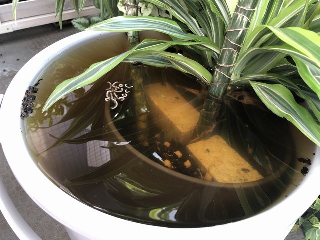 ヤスデが浮き上がってきた