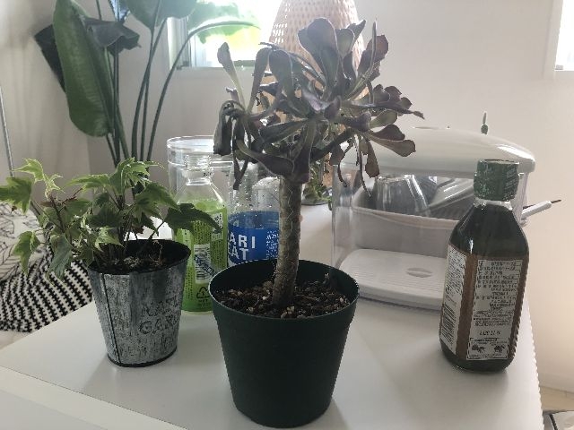 アエオニウム黒法師