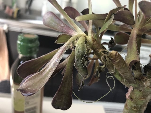 枯れたアエオニウム黒法師