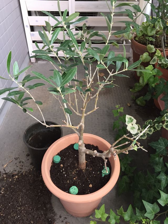 ネバディロブランコ