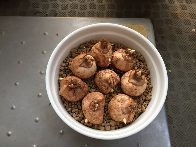 クロッカスの球根