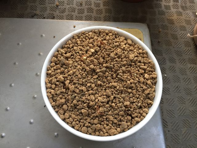 赤玉土をかぶせる