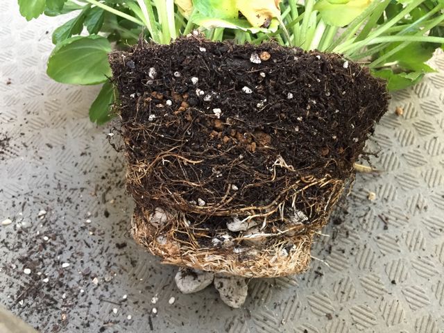 ラナンキュラスの根