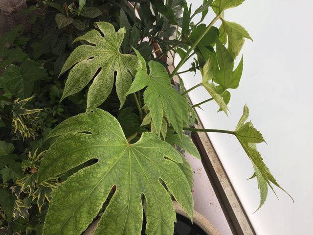 斑入りヤツデ紬絞り