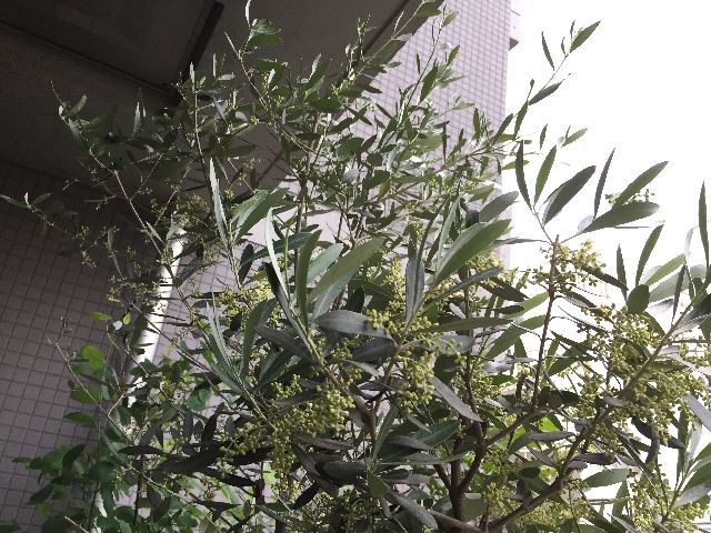 ミッションの花