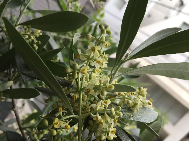 チプレッシーノの花