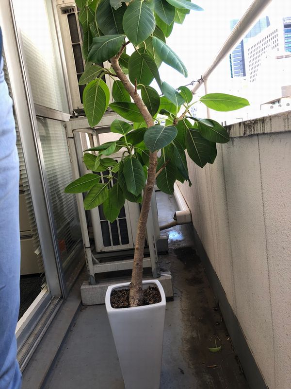 フィカスアルテーシマ