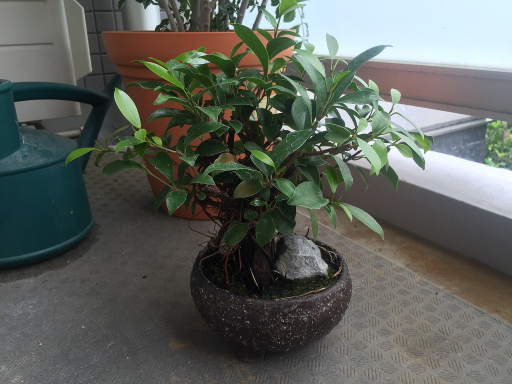 ガジュマル盆栽