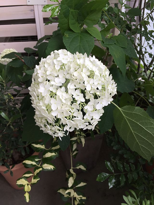 紫陽花　アナベル