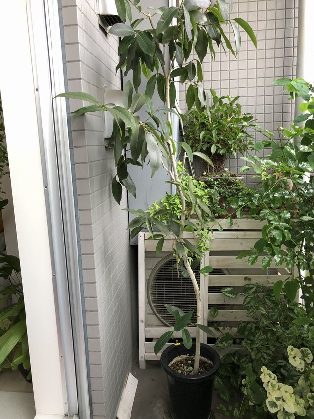 アマゾンオリーブ