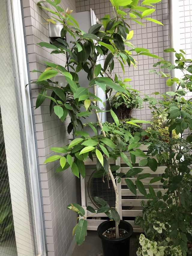 アマゾンオリーブ