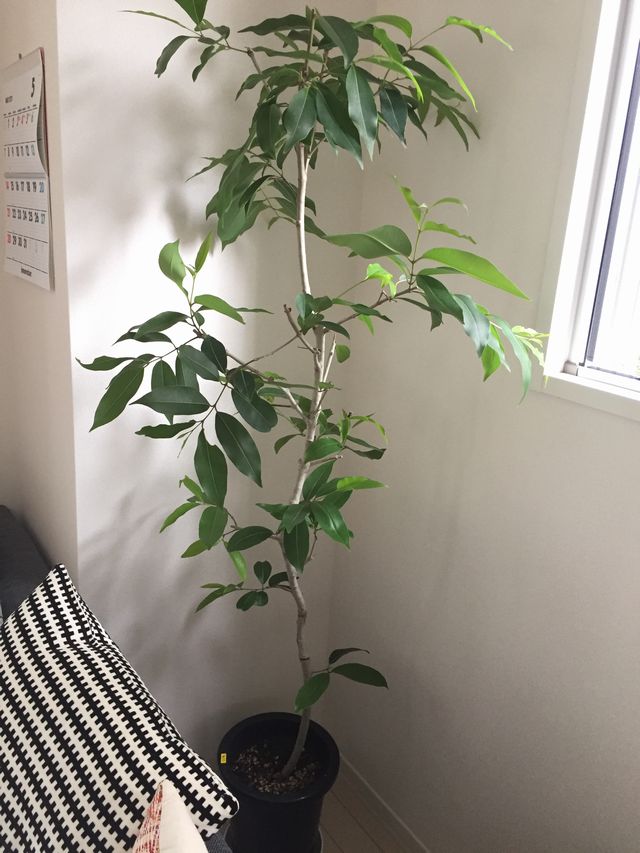 アマゾンオリーブ