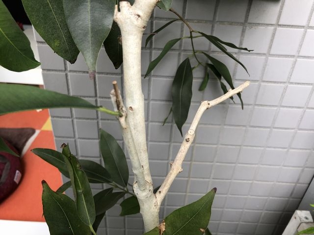 枯れたアマゾンオリーブの枝