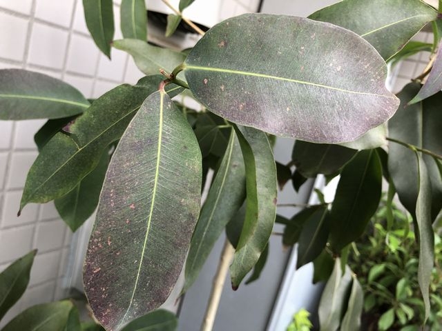 日焼けしたアマゾンオリーブの葉