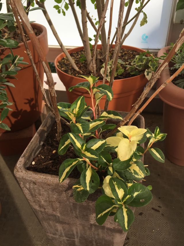 ツルニチニチソウ