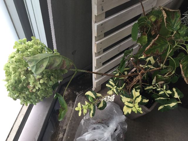 アナベル枯れた