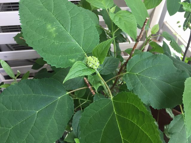 アナベルつぼみ