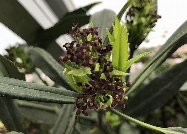 ホソバアオキの雌花