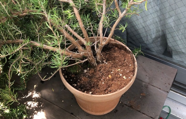 培養土を入れる