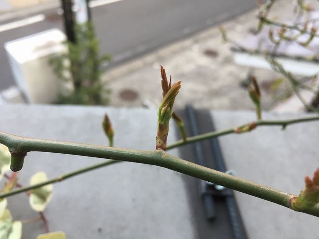 モッコウバラの新芽