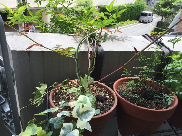 モッコウバラのシュート