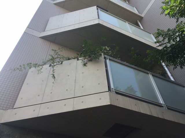 モッコウバラの誘因