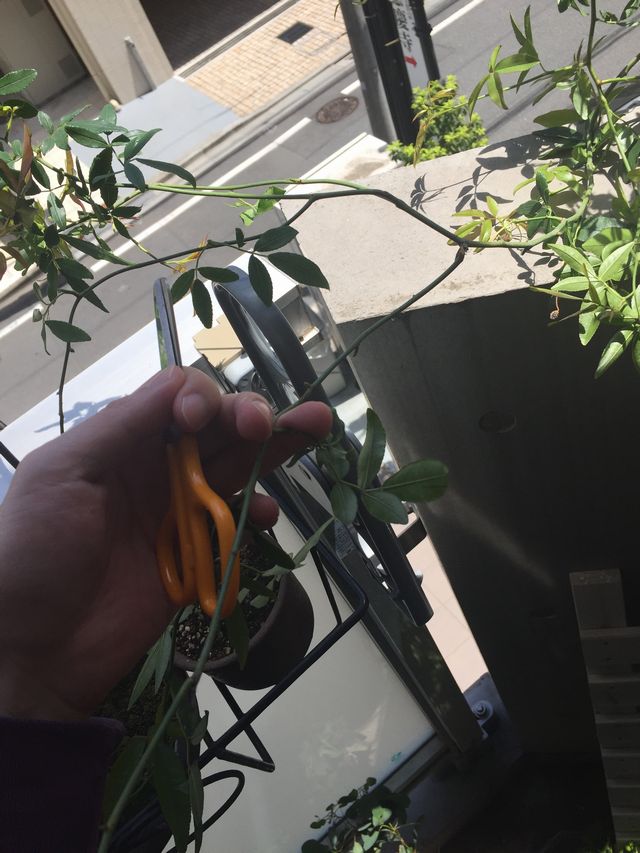 モッコウバラ剪定