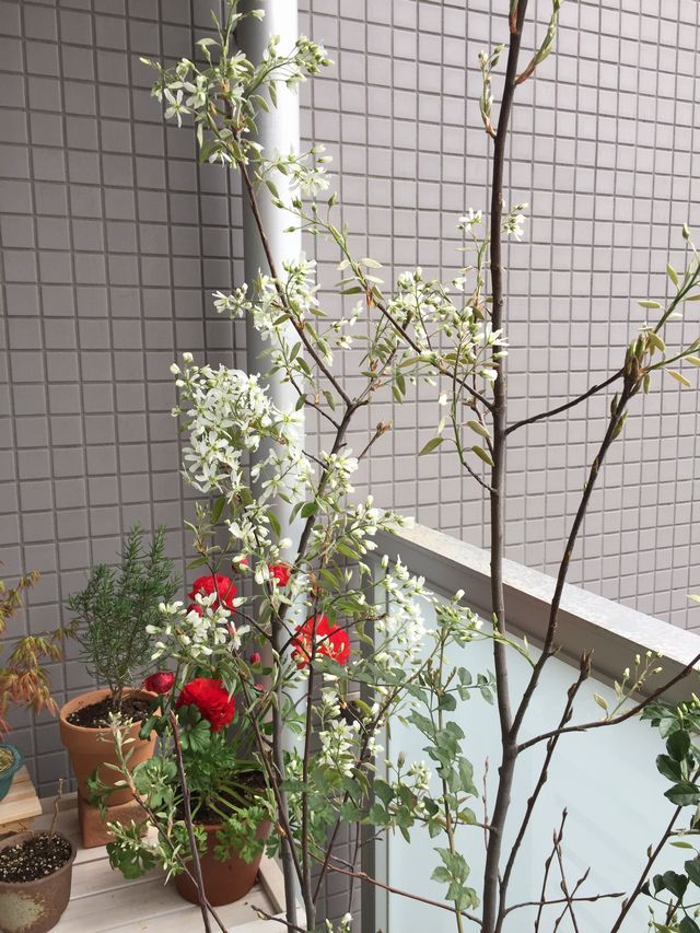 ジューンベリーの花