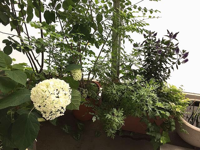 ベランダの様子