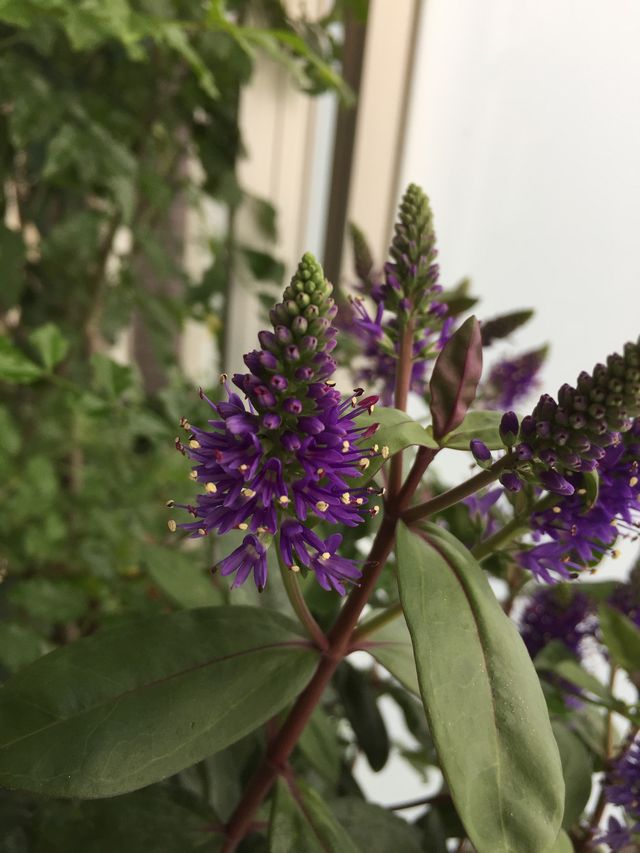 ベロニカ　グレース