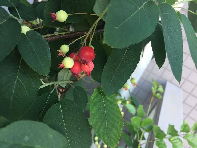 ジューンベリーの実