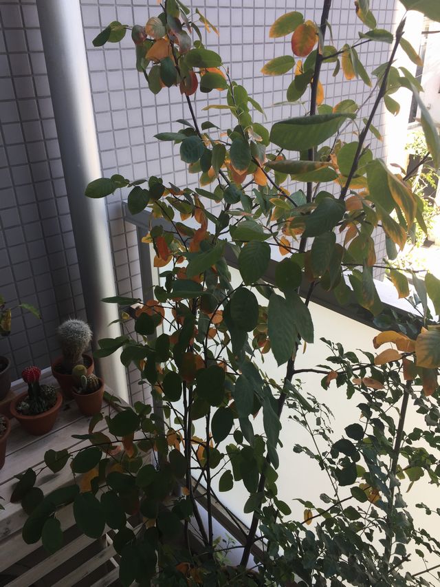 ジューンベリーの紅葉