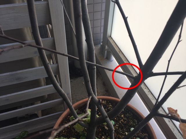 ジューンベリーの剪定