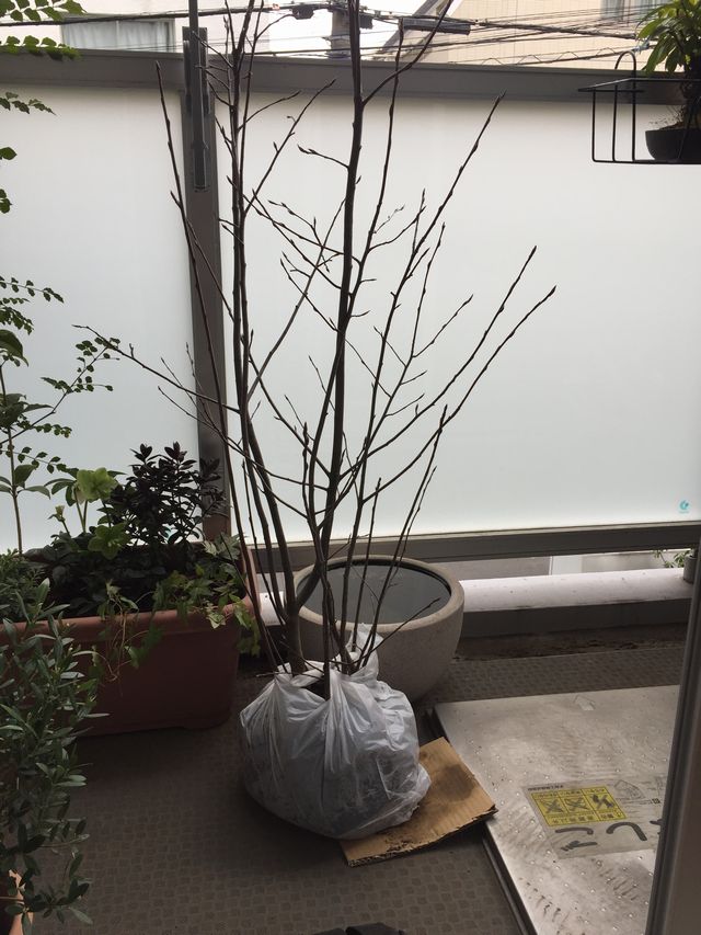 ジューンベリーの木