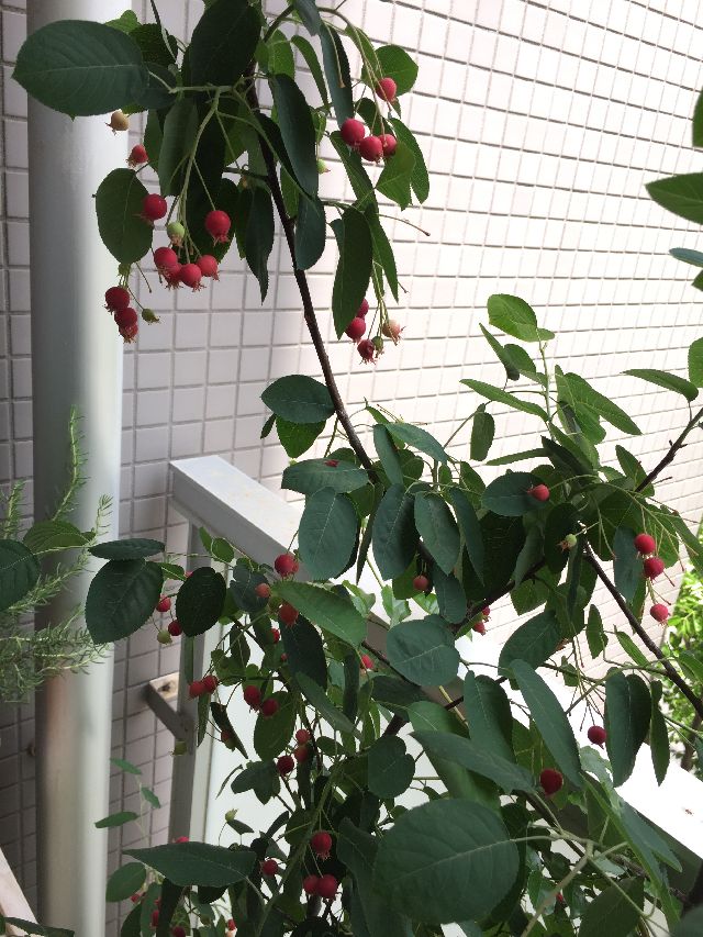 ジューンベリーの実