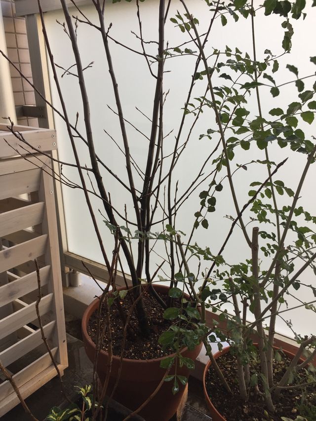 ジューンベリーの鉢植え