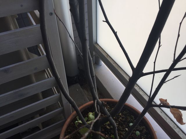 ジューンベリー剪定