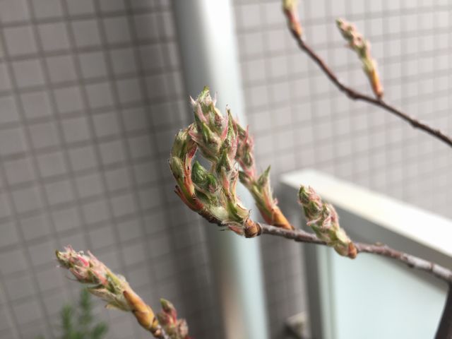 ジューンベリー