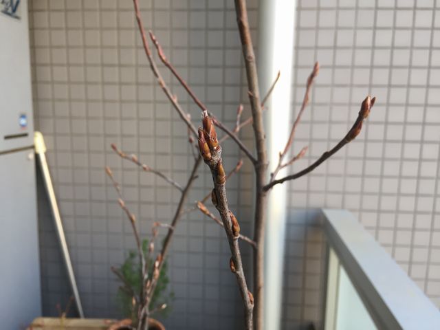 ジューンベリーの芽