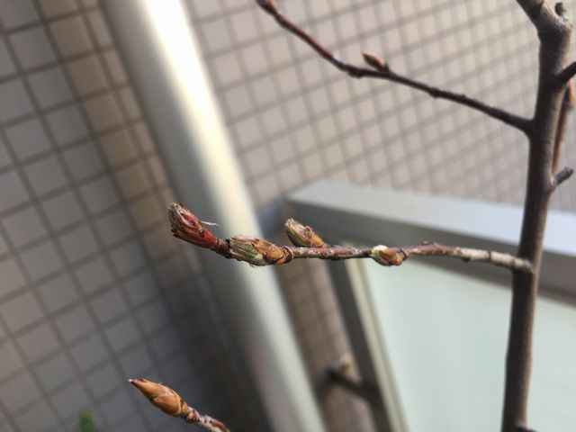 ジューンベリーの芽