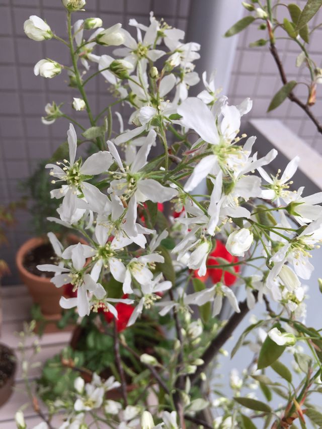 ジューンベリーの花